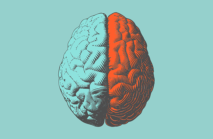 An illustration of a human brain