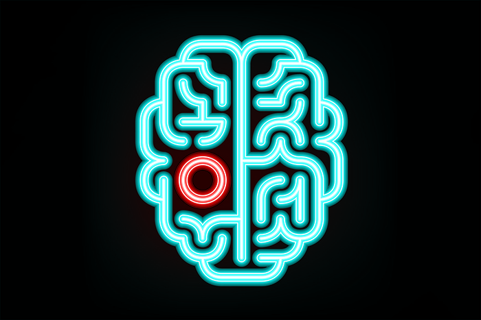 An illustration of a human Brain