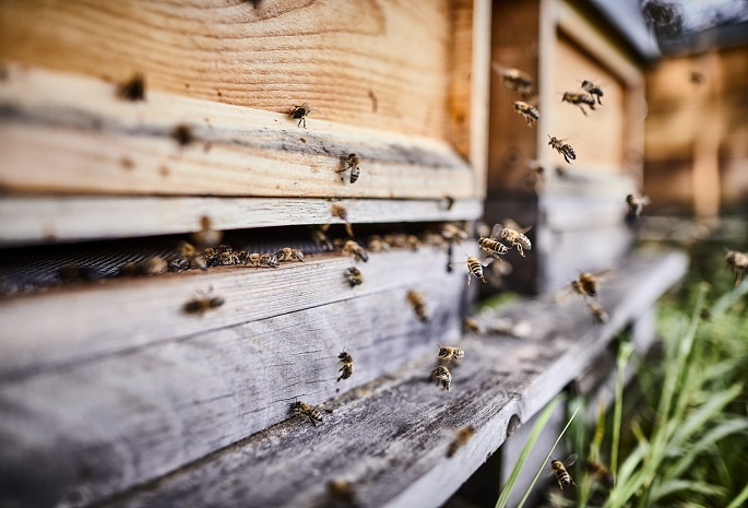bees buzzing outside a cabin