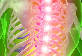 Ortho Spine