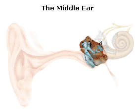 Middle ear image