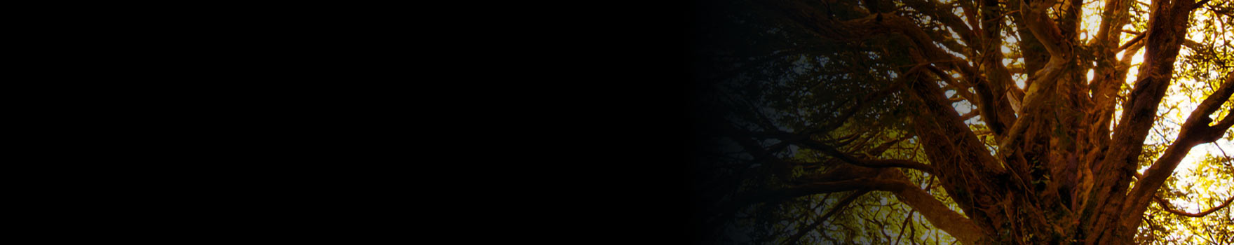 a tree with several branches