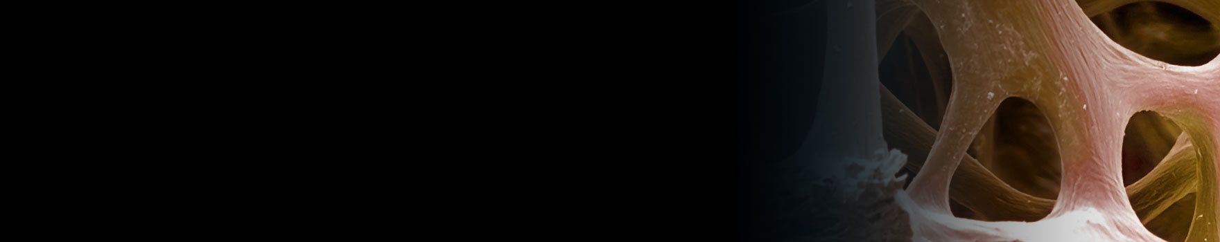 view of bone on a cellular level