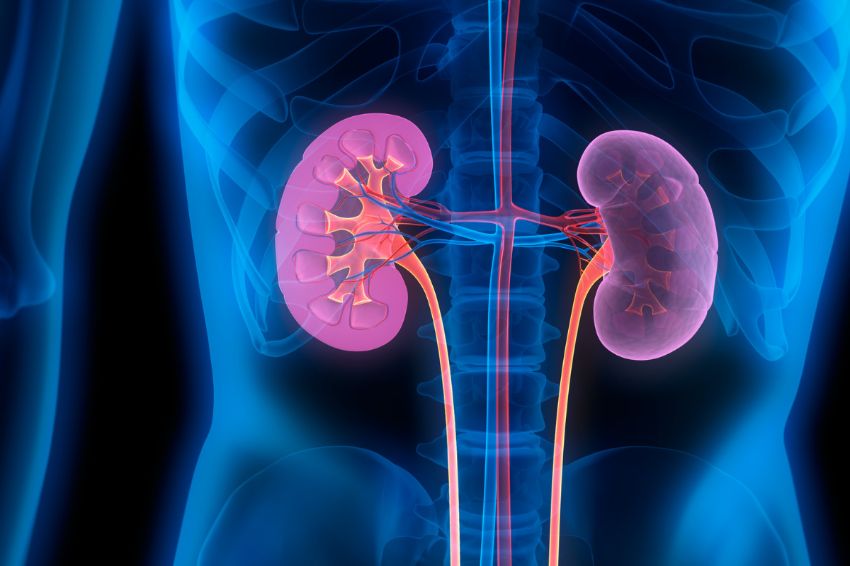 kidneys highlighted in x-ray image