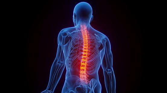 image of a spine