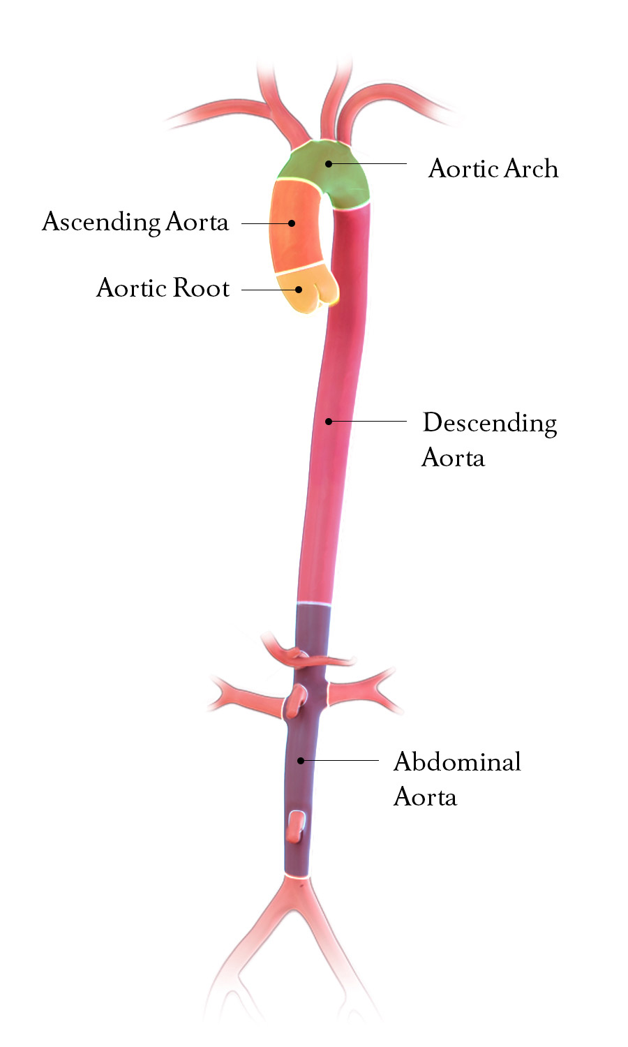 Anatomy of the Aorta